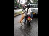 ძაღლი თავდაუზოგავად მისდევს პატრონებს, რომლებმაც შუა გზაზე მიატოვეს (ემოციური ვიდეო)