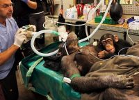 დედა შიმპანზეს ოპერაციას უკეთებენ. ნახეთ, რას აკეთებს მისი შვილი…