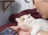 განებივრებული კატა პატრონისგან ყურადღებას ითხოვს (სახალისო ვიდეო)