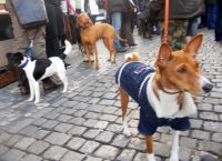 თბილისში მცხოვრები მოქალაქეები, რომლებსაც შინაური ცხოველი დარეგისტრირებული არ ჰყავთ, დაჯარიმდებდიან 