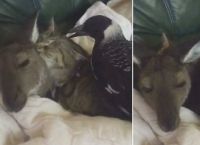 კენგურუ, კატა და კაჭკაჭი  დივანზე ერთად ნებივრობენ (სახალისო ვიდეო)