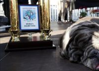 მსოფლიოში ყველაზე მახინჯი ძაღლის ტიტული მასტიფმა, სახელად მართამ მოიპოვა