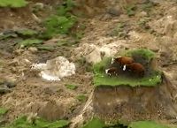 მიწისძვრის დროს მიწამ 3 მეტრით აიწია და ძროხები ”კუნძულზე” აღმოჩნდნენ... (+ვიდეო)