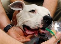 სპეციალისტებმა ძაღლების მიერ სიმსივნის აღმოჩენის უნარი ეჭვქვეშ დააყენეს