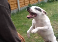 ვერ წარმოიდგენთ, რას აკეთებს ეს  ძაღლი, როდესაც ტამტამის  ხმა ესმის (+ვიდეო)