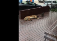 კატამ მძინარე ძაღლის ნებისყოფის შემოწმება გადაწყვიტა (სახალისო ვიდეო)