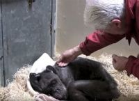 59 წლის მომაკვდავი შიმპანზე საკვების მიღებაზე უარს ამბობდა, სანამ მასთან გამოსამშვიდობებლად ძველი მეგობარი არ მივიდა (+ვიდეო)