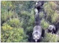 ძაღლი დათვების ოჯახს დაუმეგობრდა და მათთან ერთად ტყეში საცხოვრებლად წავიდა (+ვიდეო)