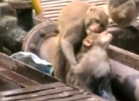 საოცარი კადრები: გმირი მაიმუნი, რომელიც მეგობარს გასაჭირში არ ტოვებს (+ვიდეო)