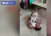 მაიმუნი შეიჭრა სახლში, მშობლებს ჩვილი წაართვა და თვითმხილველებს ბავშვის სიახლოვეს არ უშვებდა (+ვიდეო)
