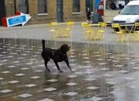 შადრევანთან მოცეკვავე ძაღლი (+ვიდეო)