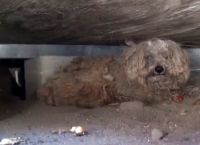 ეს ძაღლი წელიწადი ელოდა გარდაცვლილ პატრონს. შემდგომ რაც მოხდა, ადამიანების მიმართ რწმენას გაგიძლიერებთ… (+ვიდეო)