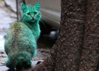 იდუმალი მწვანე კატა ვარნას ქუჩებში დასეირნობს (+ვიდეო)