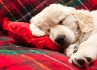 ძაღლების ძილის 6 პოზა, რომელთა მნიშვნელობის ცოდნაც მათ უკეთ გაგებაში დაგეხმარებათ