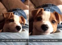 ალასკაზე აღმოაჩინეს ძაღლი, რომელიც სასაცილოდ იღიმის (+ვიდეო)