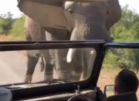 არნოლდ შვარცნეგერს სპილო გამოეკიდა (+ვიდეო)