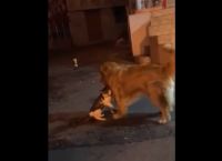 რა გააკეთა ჭკვიანმა ძაღლმა, როდესაც კატებმა ჩხუბი დააპირეს (სახალისო ვიდეო)