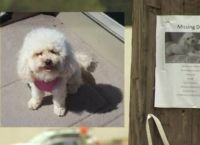 დაკარგულმა ძაღლმა ტელევიზორიდან თავისი პატრონის ხმა ამოიცნო