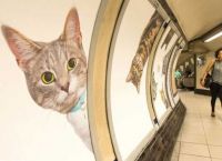 ლონდონის მეტროში თავშესაფრის კატების ფოტოები გამოჩნდა (+ფოტო & ვიდეო)