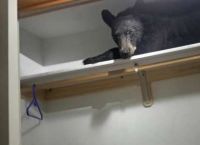 ბინაში შეპარულ დათვს კარადაში ჩაეძინა