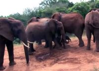 ის თავის გადამრჩენლებთან დაბრუნდა, რომ ემშობიარა.. მაგრამ არავის ეგონა, რომ სხვა სპილოები ასე მოიქცეოდნენ.. (+ვიდეო)