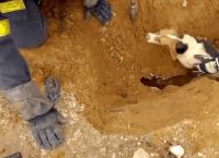 როგორ მოხვდა ძაღლი მიწაში ნახევარი მეტრის სიღრმეზე ვერავინ მიხვდა. მეხანძრეებმა სამაშველო ოპერაცია დაიწყეს (+ვიდეო)