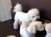 ძაღლმა მოჩხუბარი მეგობრები გააშველა (სახალისო ვიდეო)