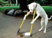 ძაღლის მეპატრონე 50 ლარით დაჯარიმდება, თუ ტერიტორიას ფეკალიებისგან არ გაასუფთავებს
