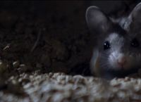 გაიცანით სასტიკი თაგვები, რომლებიც მორიელებს იჭერენ და მთვარის შუქზე ყმუიან (+ვიდეო)
