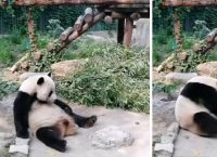 ჩინეთის ნაკრძალში დამთვალიერებელმა პანდას კენჭები ესროლა, რათა ცხოველი გაეღვიძებინა (+ვიდეო)