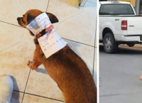 კარანტინში მყოფმა მექსიკელმა მამაკაცმა თავისი ძაღლი ჩიფსების საყიდლად გაუშვა