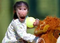 პატარა საყვარელ მაიმუნს ზოოპარკში ბავშვივით უვლიან (+ფოტო)