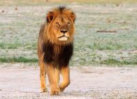 ზიმბაბვეს მთავარი ლომი ერთი მდიდარი ადამიანის ახირების გამო მოკლეს