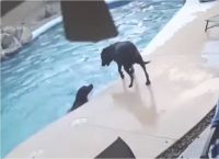 ძაღლმა გადაარჩინა მეგობარი, რომელიც აუზში იხრჩობოდა (+ვიდეო)
