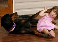 2 წლის გოგონა დობერმანთან ერთად თამაშობდა.. უეცრად ძაღლმა პატარას ავისმომასწავებლად დაუღრინა...