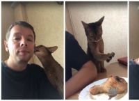როგორ იქცევა კატა, რათა პატრონისგან გემრიელი საკვები მიიღოს (სახალისო ვიდეო)