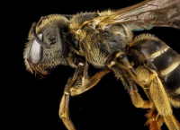 ფუტკრები: დედამიწის ბინადარი ყველაზე მნიშვნელოვანი ქმნილებები