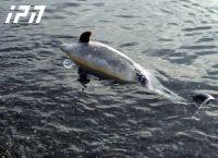 საქართველოს ტერიტორიაზე მკვდარი დელფინის გამორიყვის 25 შემთხვევა დაფიქსირდა, იხილეთ სპეციალისტების აზრი ამის შესახებ (+ვიდეო)