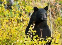 ტყეში ორი დღით  დაკარგული 3 წლის ბავშვი ამბობს, რომ დათვმა გადაარჩინა