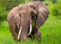 აფრიკული სპილოები 20 წლის შემდეგ სრულიად გადაშენდებიან, თუ შესაბამისი ორგანიზაციები სასწრაფოდ ზომებს არ მიიღებენ