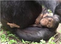 შიმპანზეები უნარშეზღუდულ შვილებს უვლიან