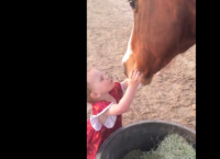 ორი წლის გოგონა ყოველი ძილის წინ ცხენებს კოცნის, ეხუტება და მშვიდ ღამეს უსურვებს (ემოციური ვიდეო)