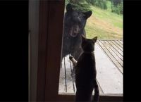კატა - ყველაზე “საშიში” ცხოველი.. ანუ, როგორ გააძევა მშიშარა ფისომ სახლიდან შავი დათვი (+ვიდეო)