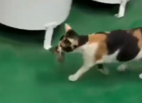 შინაურმა კატამ თაგვი დაიჭირა და  თავისი საკვები უწილადა (სახალისო ვიდეო)