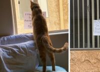 როგორ გავიცნოთ კატა, რომელიც ჩვენი სახლის მოპირდაპირედ ცხოვრობს? დაიწყეთ მიმოწერა ფანჯარაზე გაკრული ფურცლების დახმარებით