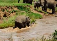 სპილოებმა სპლიყვი დახრჩობას გადაარჩინეს (+ვიდეო)