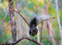 ავსტრალიური ლირაკუდა: ფრინველი, რომელსაც შეუძლია თითქმის ყველა ხმის იმიტირება (+ვიდეო)