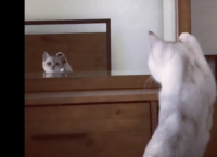 კატამ თავისი ყურები სარკეში პირველად დაინახა... მას წარმოუდგენელი რეაქცია აქვს (სახალისო ვიდეო)