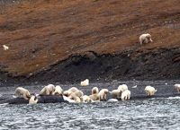 უცნაური მოვლენა - რატომ შეიკრიბა 230 თეთრი დათვი ვრანგელის კუნძულზე?