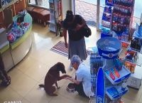 სათვალთვალო კამერამ გადაიღო ძაღლი, რომელიც აფთიაქში შევიდა და დახმარებას ითხოვდა (ემოციური ვიდეო)